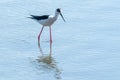 Black Winged Stilt in Water Himantopus himantopusÃÂ Wader Bird Stilt Royalty Free Stock Photo